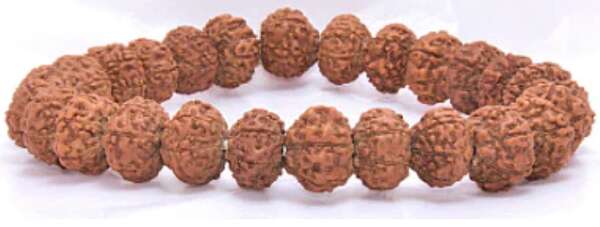 8 Mukhi Himalaya Rudraksha Bracelet