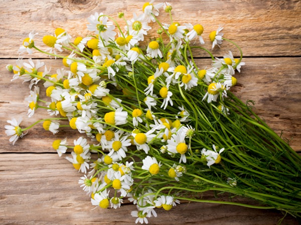 Chamomile 13