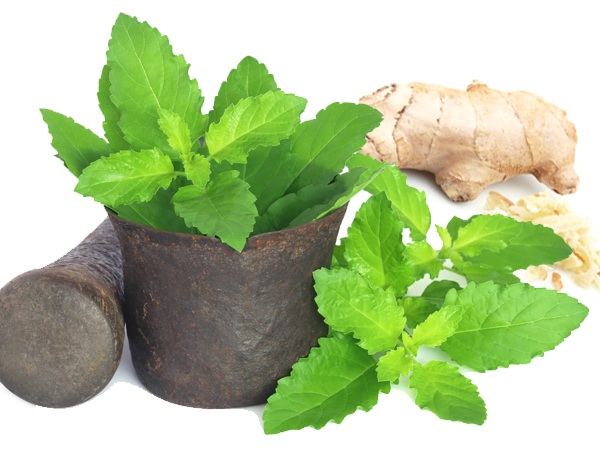 Ginger And Tulsi 10