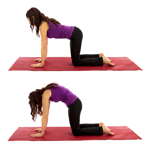 Marjaryasana Bitilasana (cat Cow Pose) For Osteoporosis