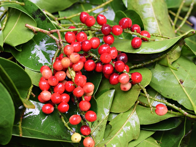 Bignay Fruit Health Benefits 