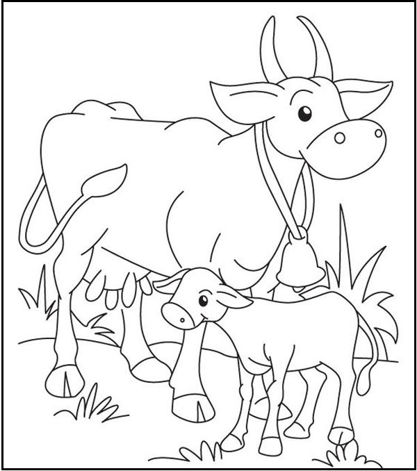 Free Printable Cow Coloring Pages