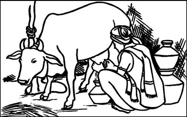 Milking Cow Coloring Page