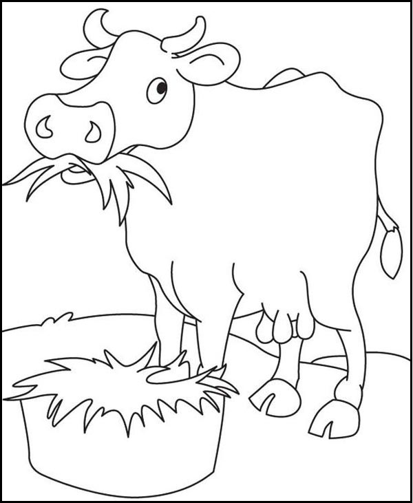 Grass Eating Cow Picture