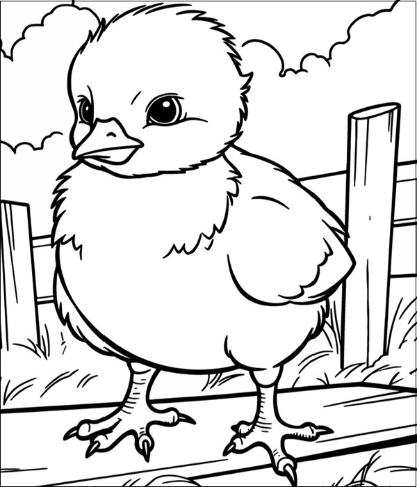 Adorable Chick 