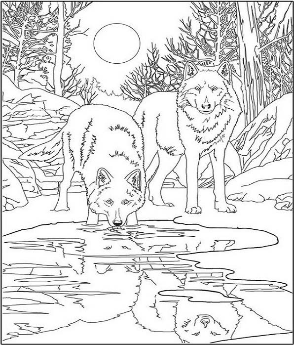 Wolf Coloring Pages For Adults