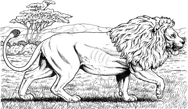 African Lion Coloring Image