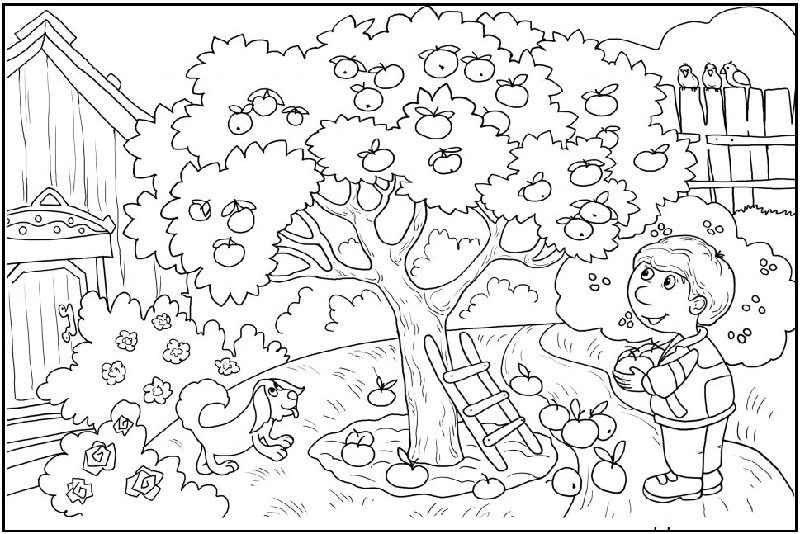 Apple Life Cycle Picture