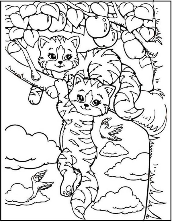 Baby Tiger Images