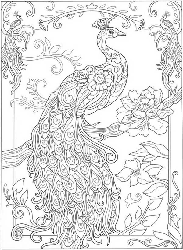 Detailed Peacock Page
