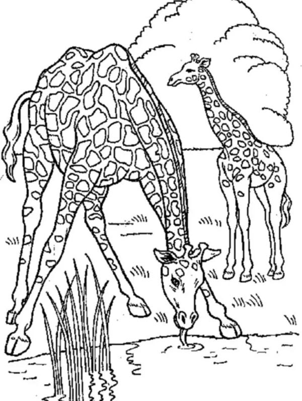 Detailed color image