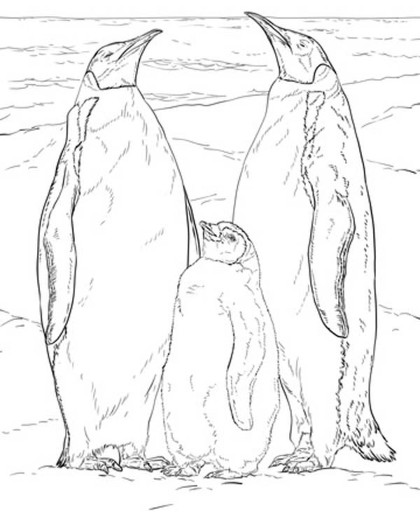 Emperor Penguin Coloring Page