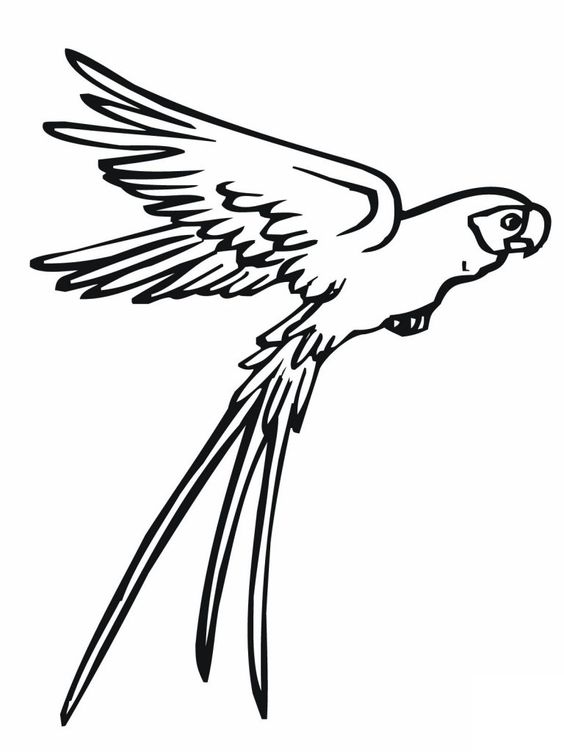 Flying Parrot Coloring