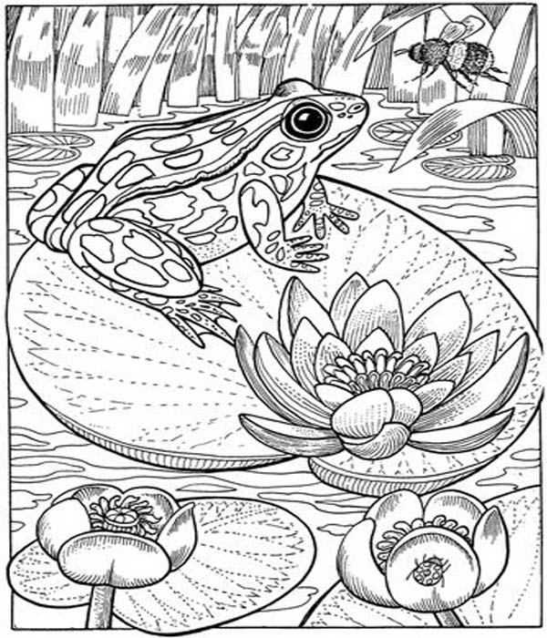 Adults Frog Coloring Pages