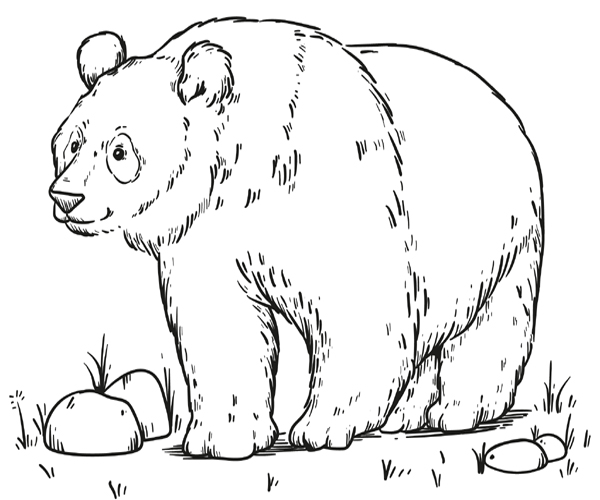 Giant Panda Color Drawing