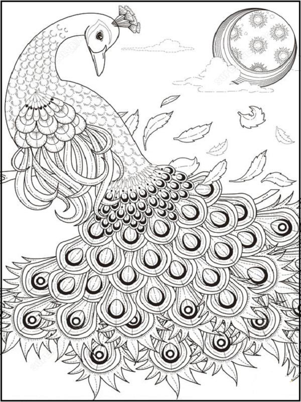 Graceful Peacock Sheet