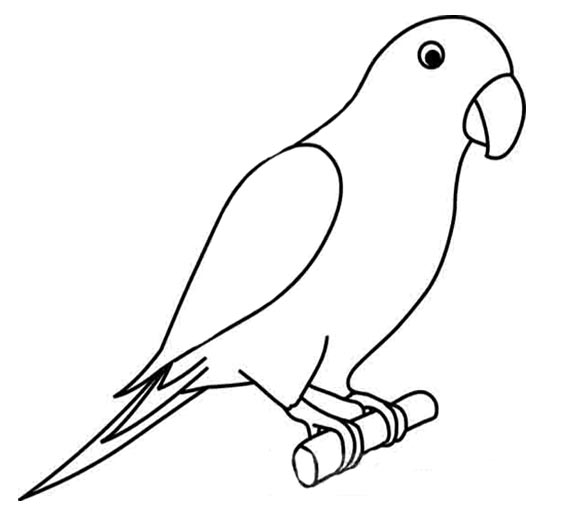 Parrot Outline For Colour Sheet