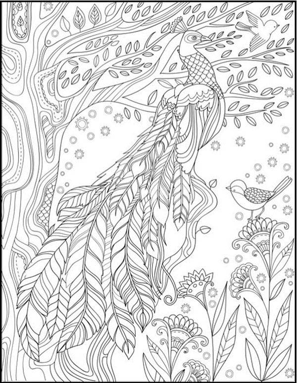 Adult Peacock Coloring Sheet