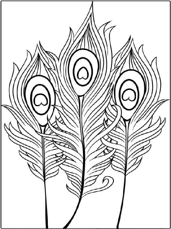 Peacock Feathers Coloring Page