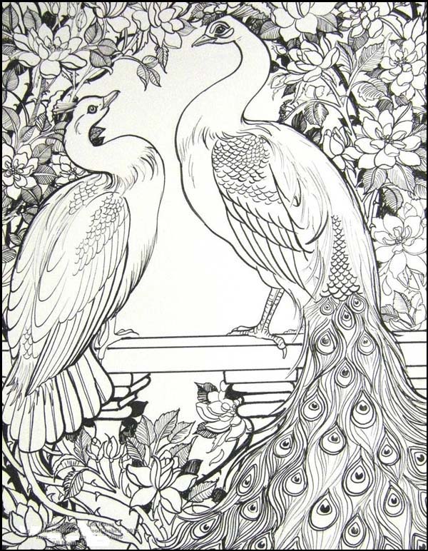 Peacock Pair Picture
