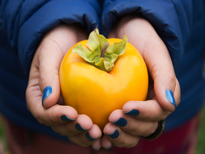 Persimmon During Pregnancy