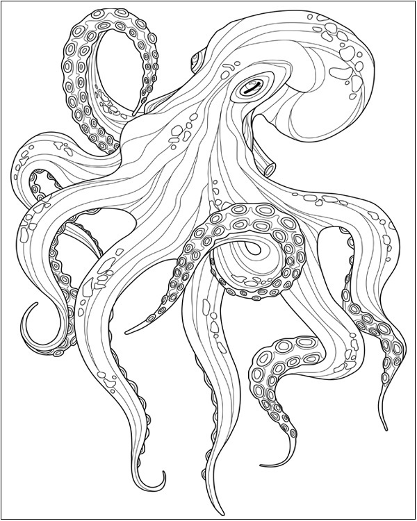 Realistic Octopus Color Picture