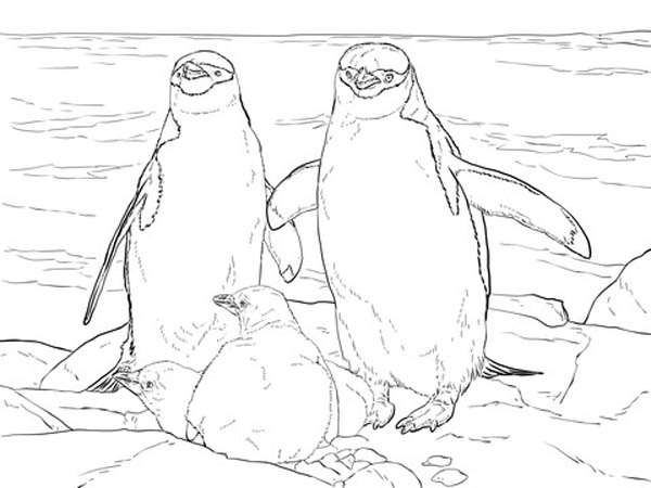 Realistic Penguin Colouring Image