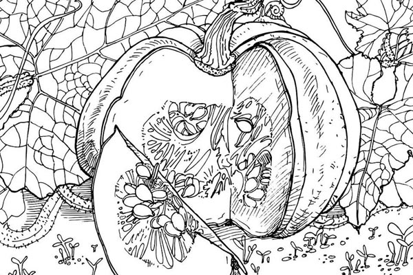 Realistic Pumpkin Color Page