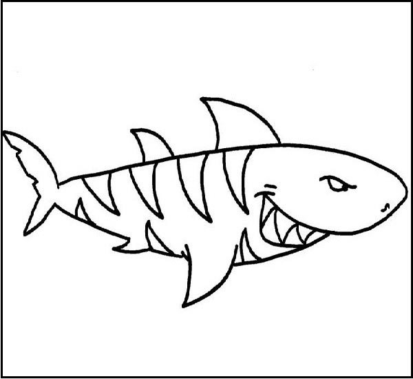 Tiger Shark Color Image