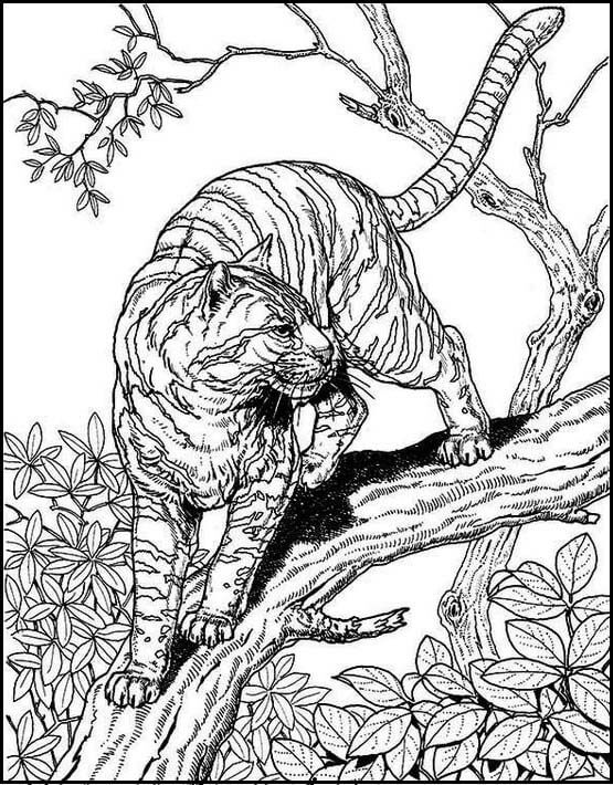 Tiger Coloring For Adults
