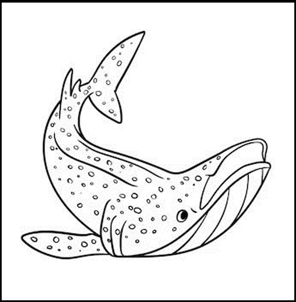 Whale Shark Color Sheet