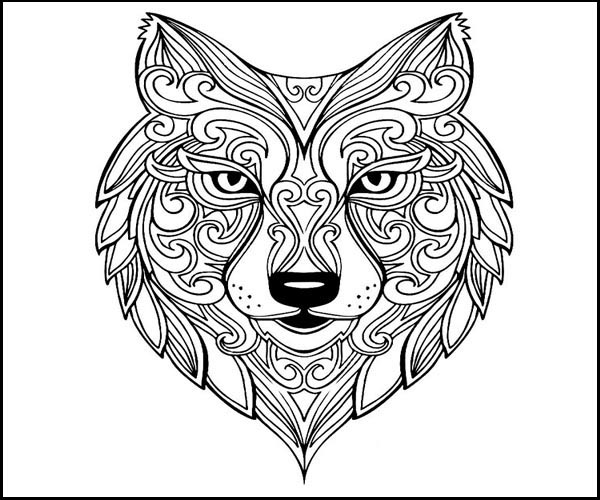 Wolf Face Color Image