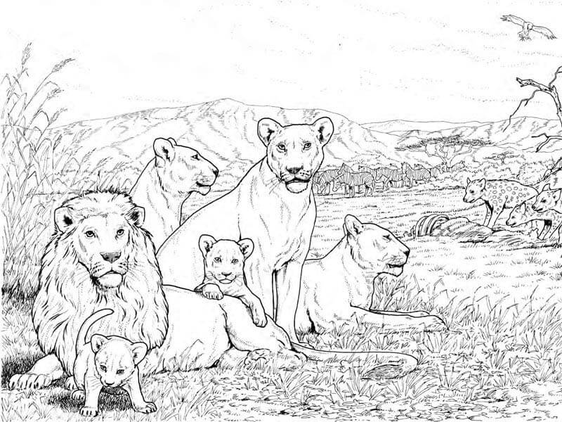 lion coloring pages 