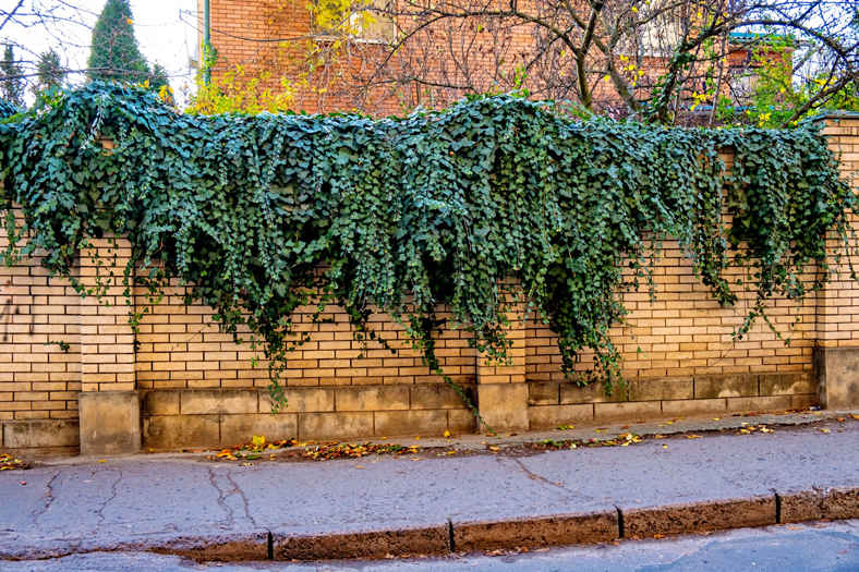 Brick Wall Fence