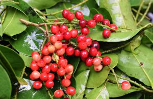 15 Best Bignay Benefits + Nutritional Facts and Side Effects