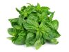Basil (Tulsi) Seeds Benefits During Pregnancy