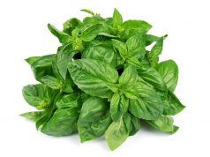 Basil (Tulsi) Seeds Benefits During Pregnancy