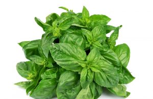 Basil (Tulsi) Seeds Benefits During Pregnancy