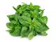 Basil (Tulsi) Seeds Benefits During Pregnancy